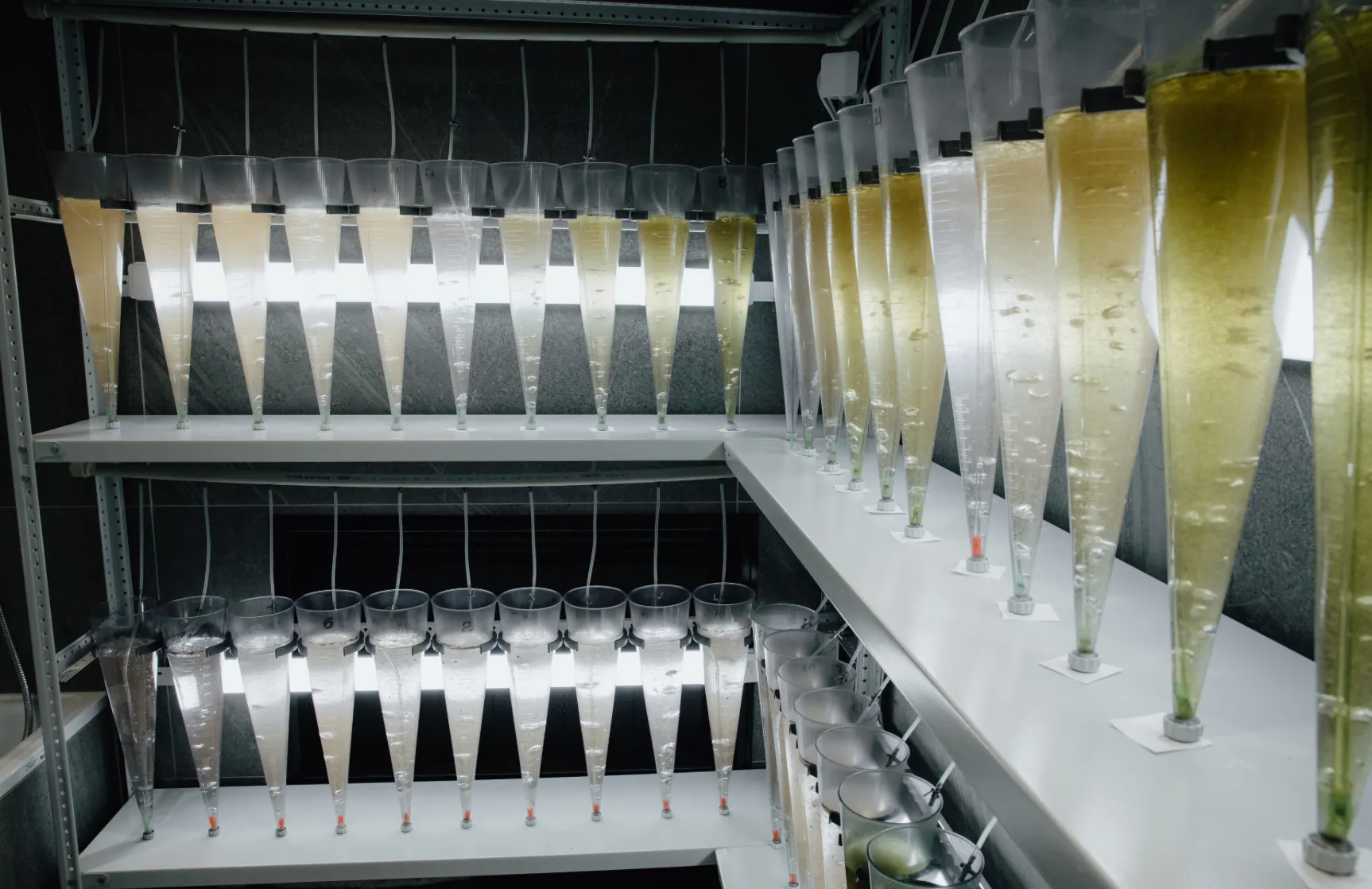 lab